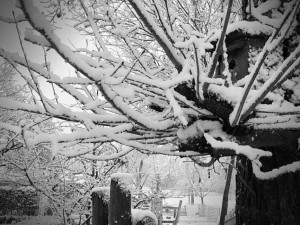 20171210_Vogelhaus_web