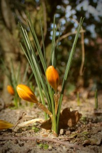 Krokusse_gelb